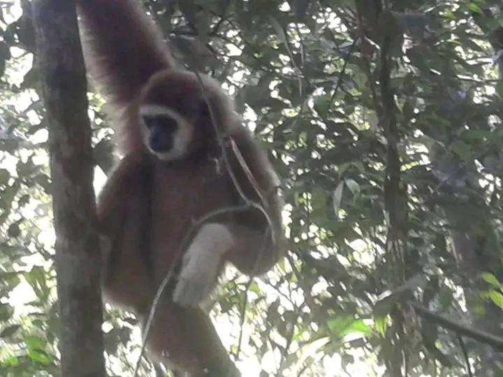 Orangutantreksumatra & Lovely Jungle Lodge Only Book If You Are Treking With Us Bukit Lawang Exterior foto