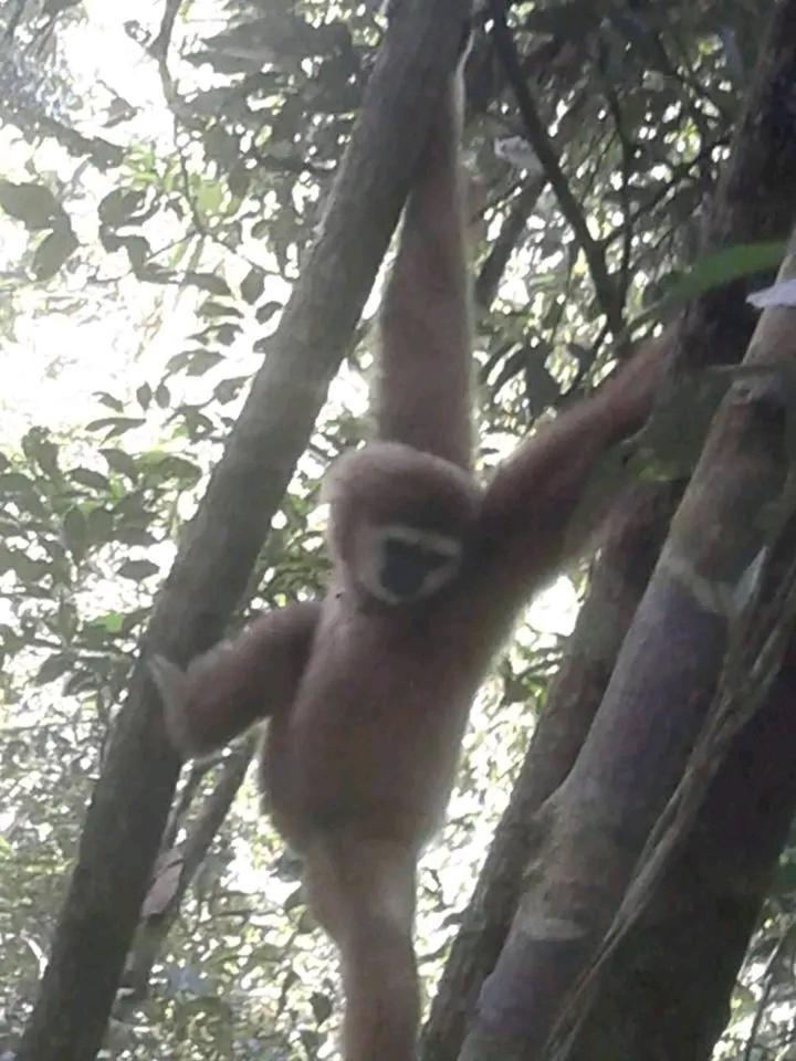 Orangutantreksumatra & Lovely Jungle Lodge Only Book If You Are Treking With Us Bukit Lawang Exterior foto