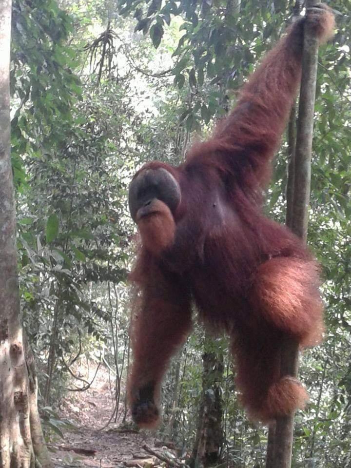 Orangutantreksumatra & Lovely Jungle Lodge Only Book If You Are Treking With Us Bukit Lawang Habitación foto